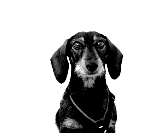 Nala Filter